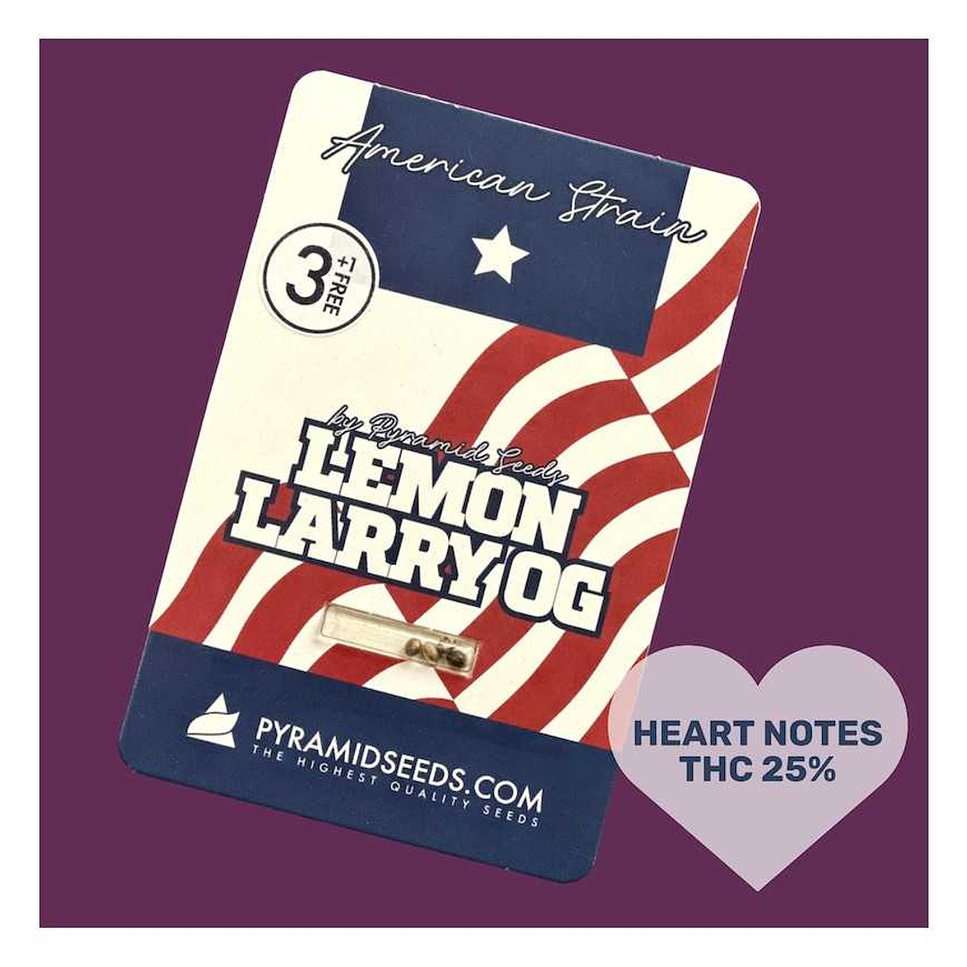 Lemon Larry OG 3+1 - Pyramid Seeds 2