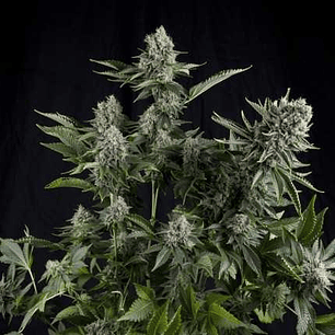 CBD White Widow FEM  3+1u - Pyramids Seeds