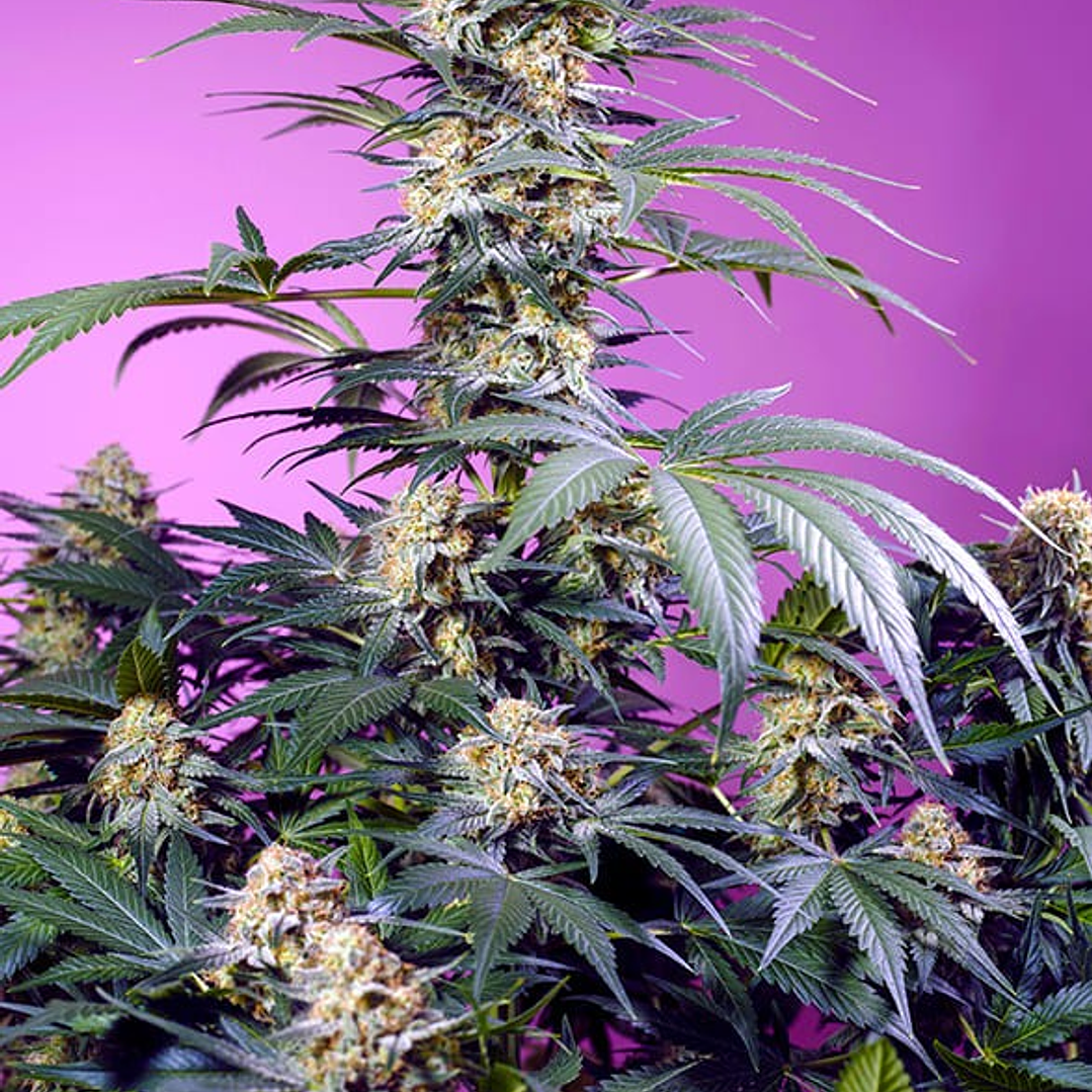 Monster Maker 3+1 - Sweet Seeds 1