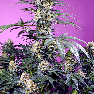 Monster Maker 3+1 - Sweet Seeds