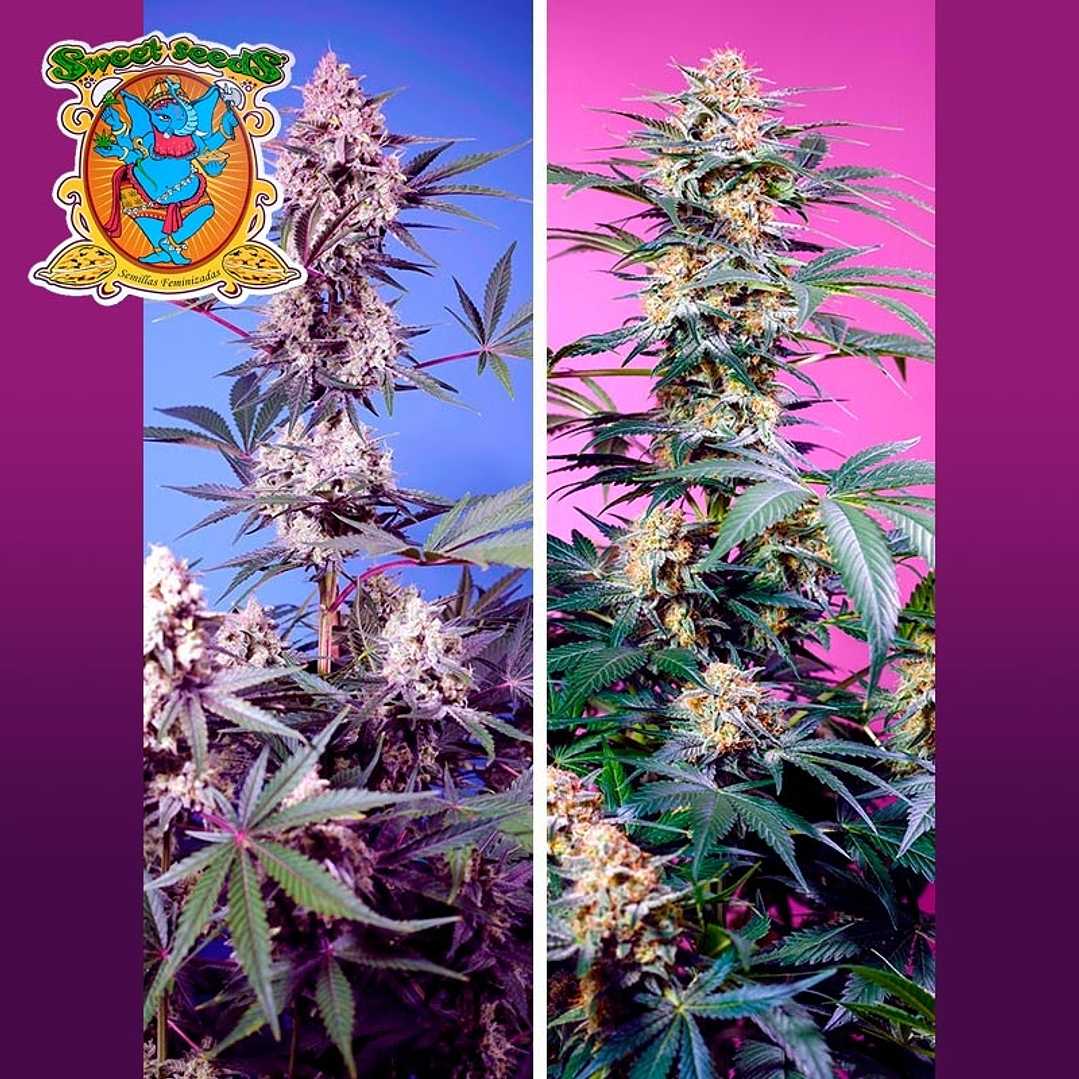 Sweet Monster Mix Fem Fast 4u - Sweet Seeds 1