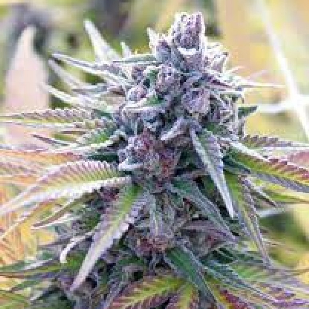 All Gas OG FEM - 3u - Humboldt Seed Company  1