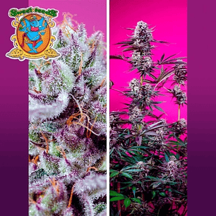 Fruity & Delicious Auto Mix 4u - Sweet Seeds