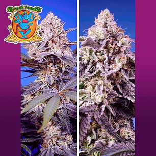 Tropical & Delicious Auto Mix 4u - Sweet Seeds