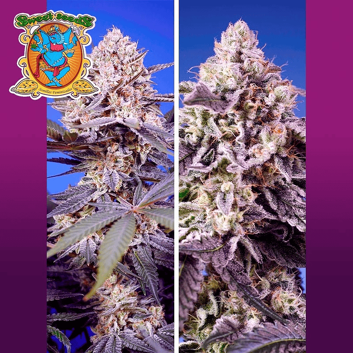 Tropical & Delicious Auto Mix 4u - Sweet Seeds 1