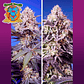 Tropical & Delicious Auto Mix 4u - Sweet Seeds - Miniatura 1