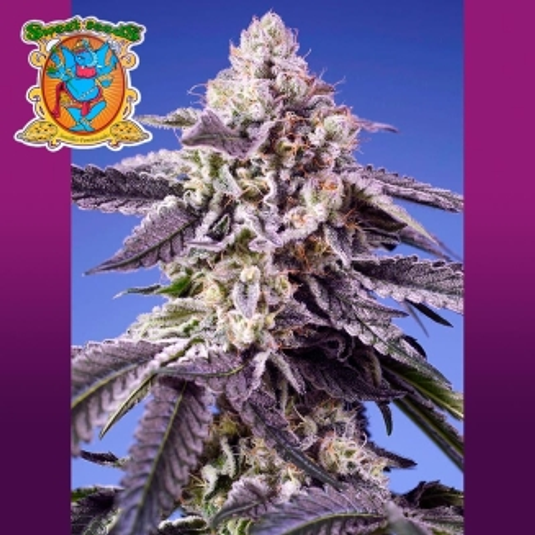 Permanent Jealousy XL Auto 3+1 - Sweet Seeds 1