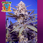Pineapple Slush XL Auto 3+1 - Sweet Seeds - Miniatura 1