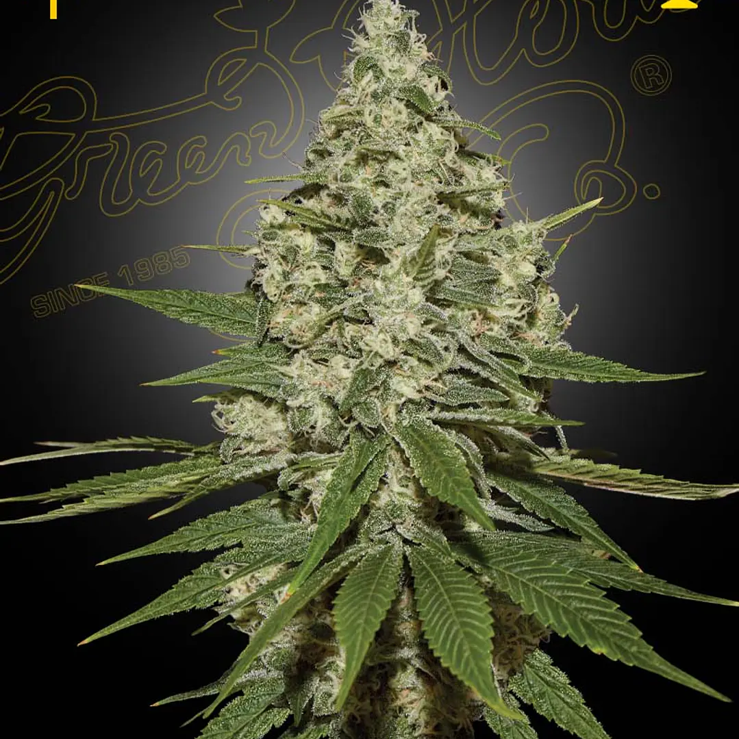 Super Lemon Haze - 3u - Green House Seeds Company  1
