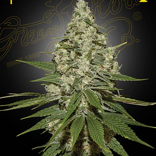 Super Lemon Haze - 3u - Green House Seeds Company 