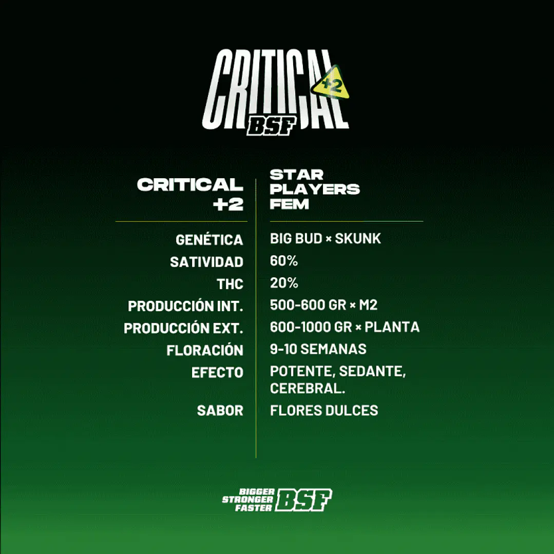 Critical + 2 - 4u - BSF Seeds 2