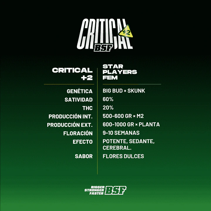 Critical + 2 - 4u - BSF Seeds 2