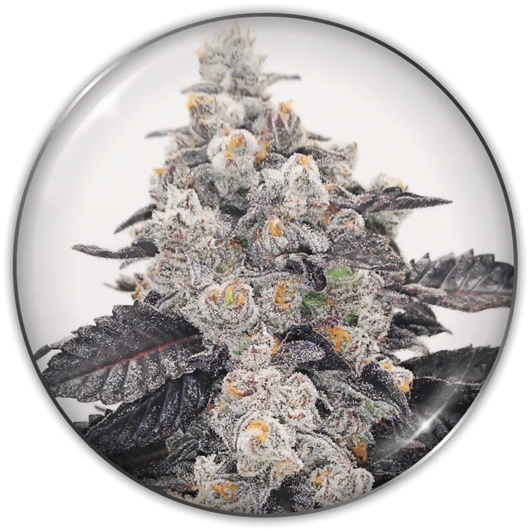 Pink Sherbet - 3+2 - Medical Seeds  2