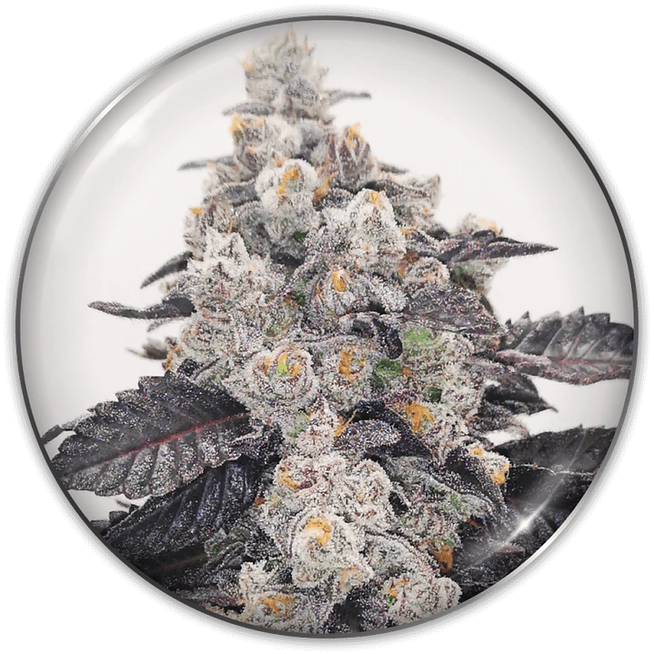 Pink Sherbet - 3+2 - Medical Seeds  2