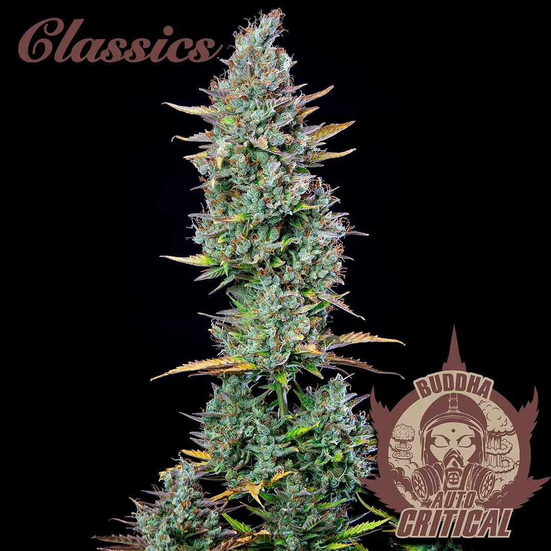 Auto Critical - 3+1 - Buddha Seeds 1