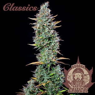 Auto Critical - 3+1 - Buddha Seeds