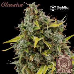 Auto Amnesia Classics - 3+1 - Buddha Seeds 