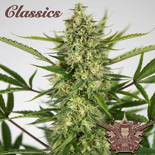 Auto AK Classics - 3+1 - Buddha Seeds