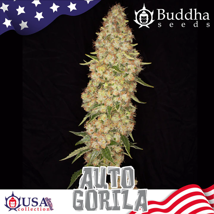 Auto Gorila - 3+1 - Buddha Seeds  1