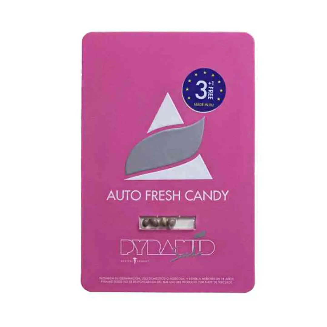 Auto Fresh Candy - 3+1 - Pyramid Seeds 1