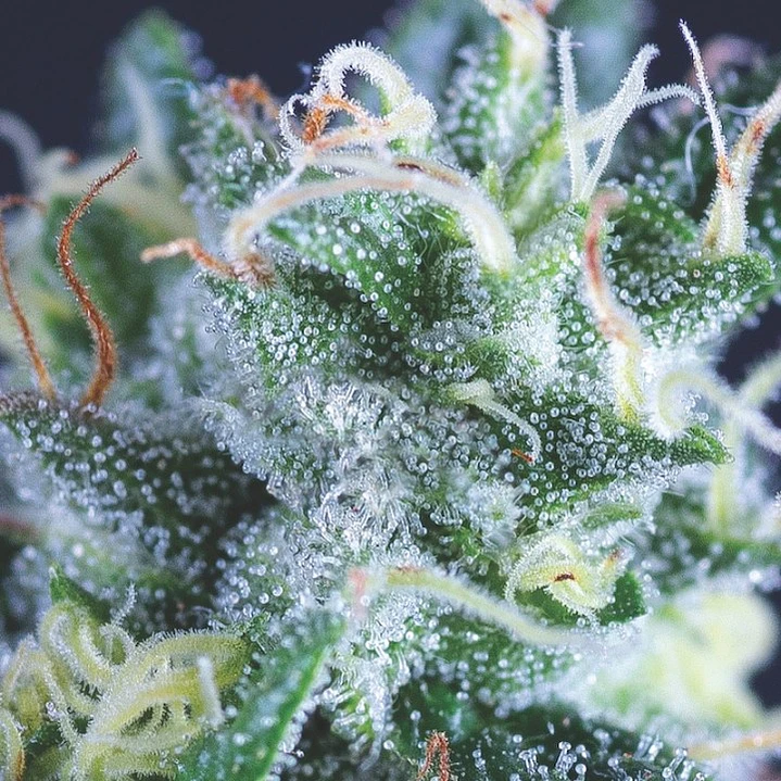 CBD White Widow Auto 3+1 - Pyramid Seeds 1