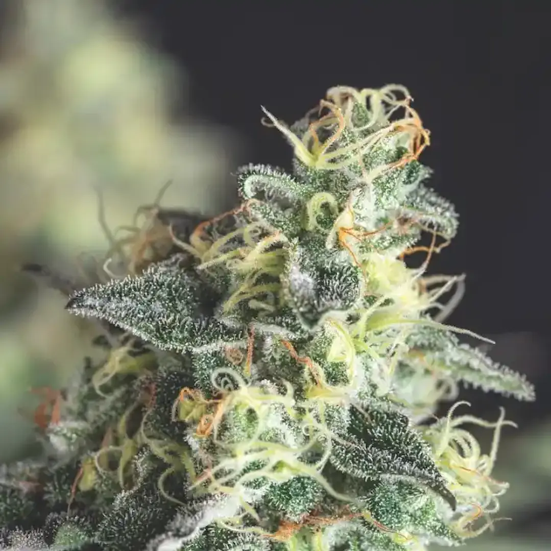 Lemon Larry OG - 3+1 - Pyramid Seeds  2