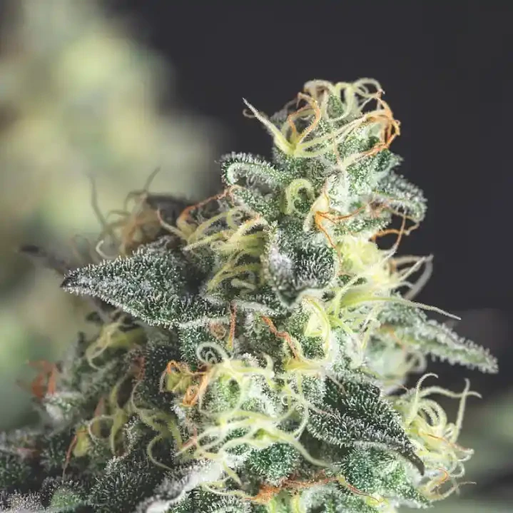 Lemon Larry OG - 3+1 - Pyramid Seeds  2