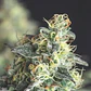 Lemon Larry OG - 3+1 - Pyramid Seeds  - Miniatura 2