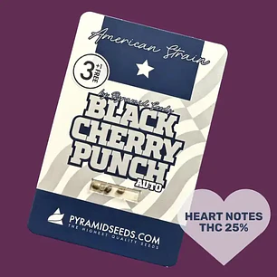 Auto Black Cherry Punch - 3+1 - Pyramid Seeds 