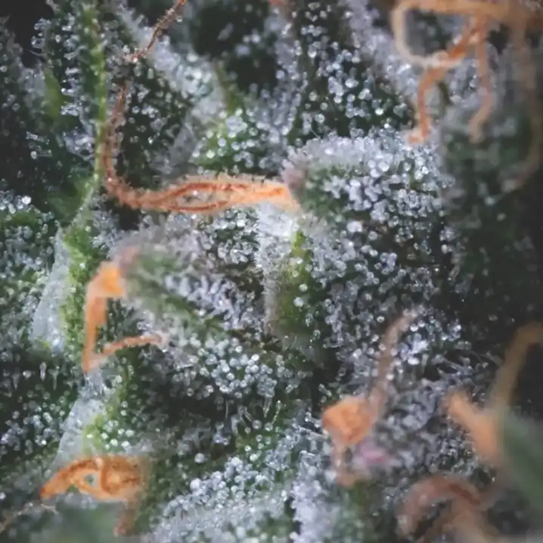 Auto Black Cherry Punch - 3+1 - Pyramid Seeds  2