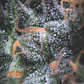 Auto Black Cherry Punch - 3+1 - Pyramid Seeds  - Miniatura 2