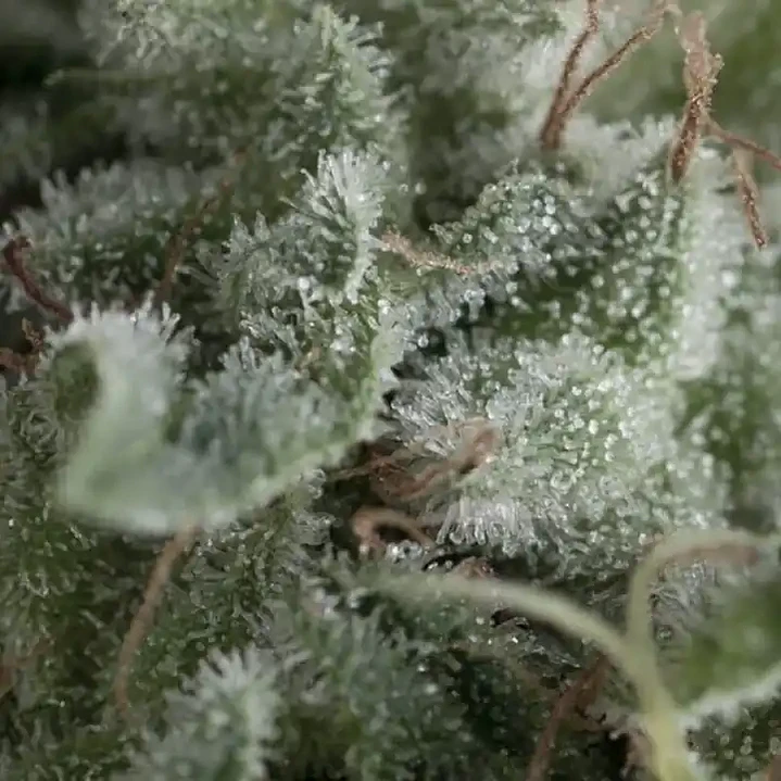 Auto Nefertiti - 3+1 - Pyramid Seeds  2
