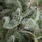 Auto Nefertiti - 3+1 - Pyramid Seeds  - Miniatura 2