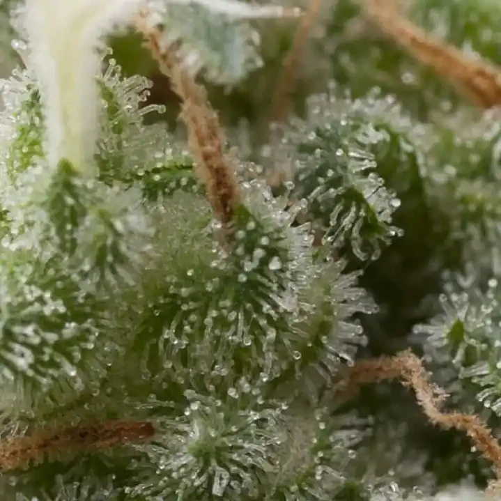 Auto Super Hash - 3+1 - Pyramid Seeds  2