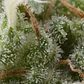 Auto Super Hash - 3+1 - Pyramid Seeds  - Miniatura 2