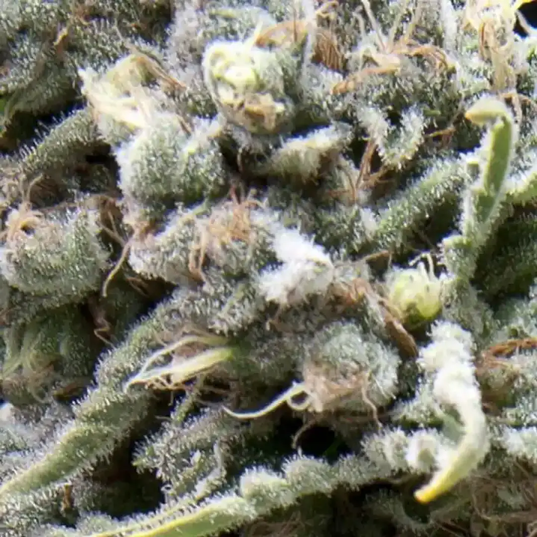 Auto White Widow - 3+1 - Pyramid Seeds  2
