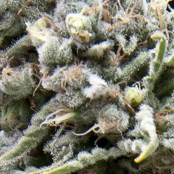 Auto White Widow - 3+1 - Pyramid Seeds  2
