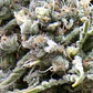 Auto White Widow - 3+1 - Pyramid Seeds  - Miniatura 2