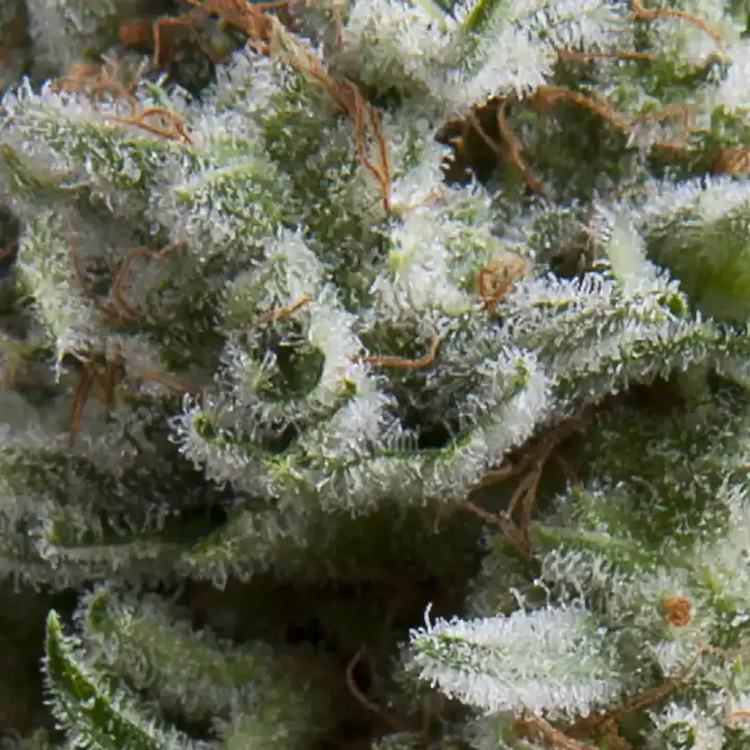 Auto Anesthesia - 3+1 - Pyramid Seeds  1