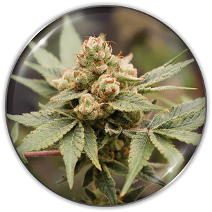 Medical Grape CBD - 3+2 - Medical Seeds 