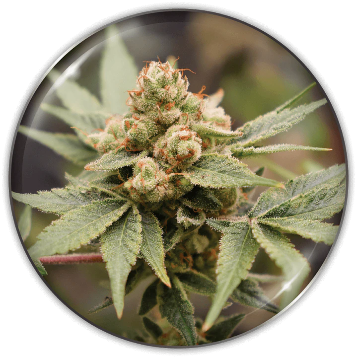 Medical Grape CBD - 3+2 - Medical Seeds  1