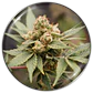 Medical Grape CBD - 3+2 - Medical Seeds  - Miniatura 1