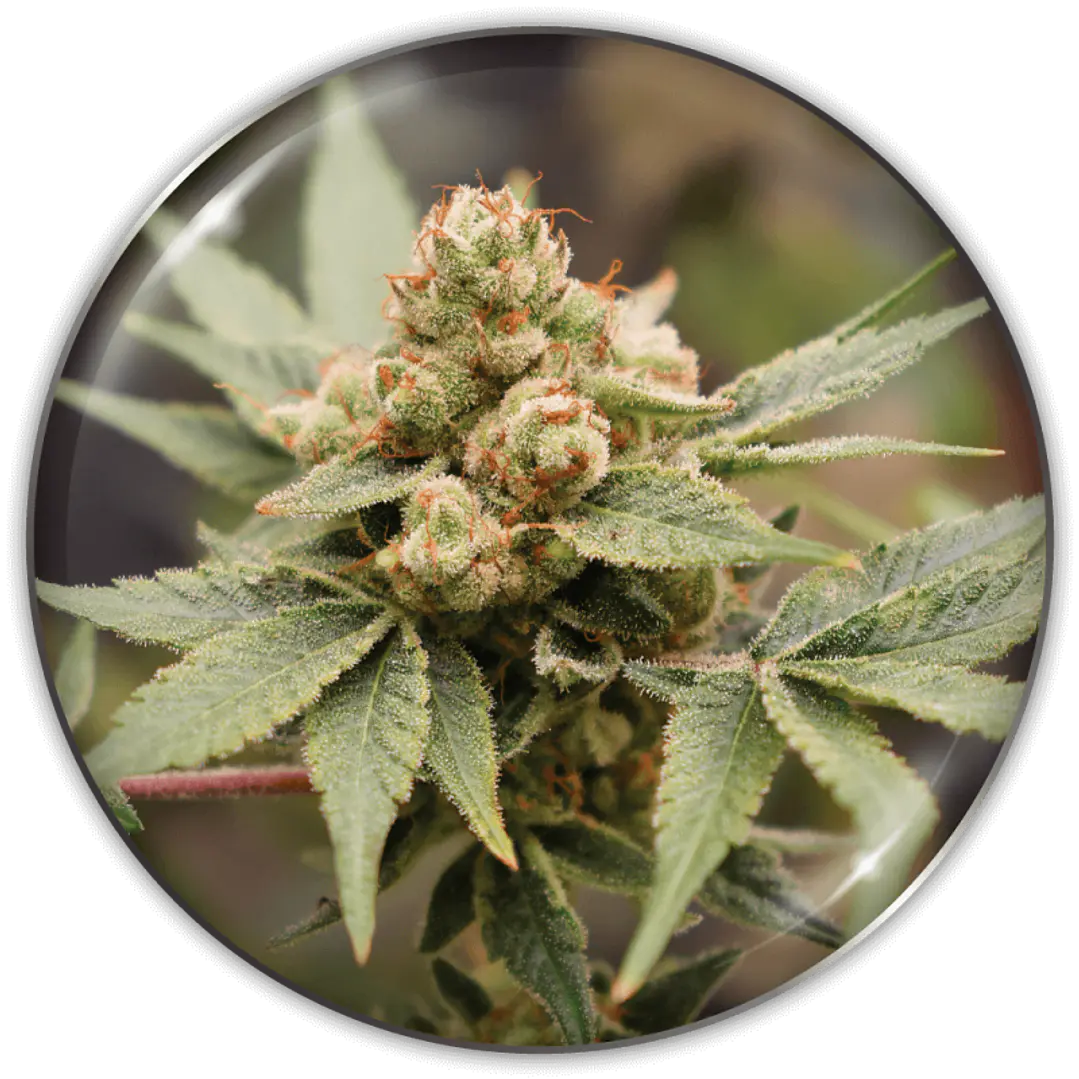 Medical Grape CBD - 3+2 - Medical Seeds  2