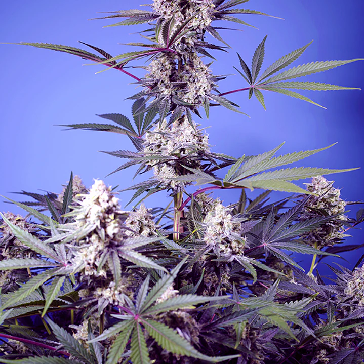 Mental Rainbow F1 - 3+1 - Sweet Seeds  2
