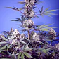 Mental Rainbow F1 - 3+1 - Sweet Seeds  - Miniatura 2