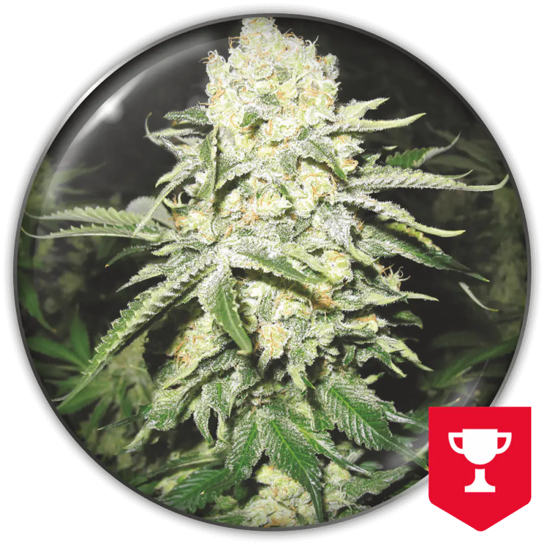 No Name - 3+2u - Medical Seeds  1