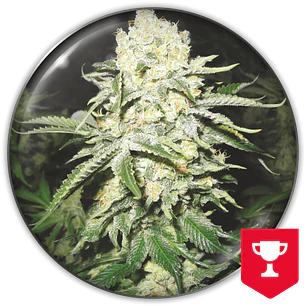 No Name - 3+2u - Medical Seeds 