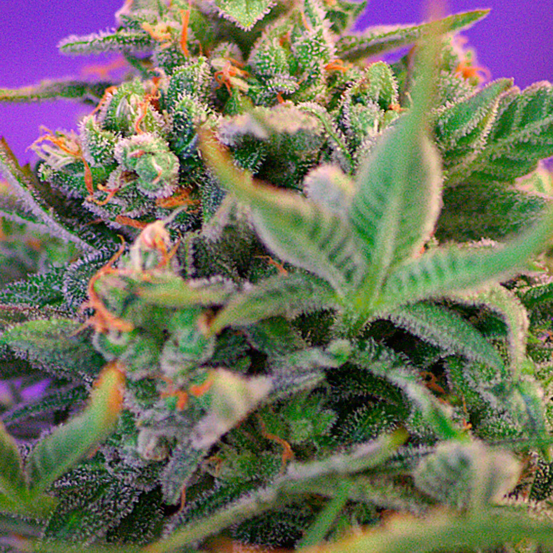 Sweet Cheese F1 - 3+1 - Sweet Seeds  1