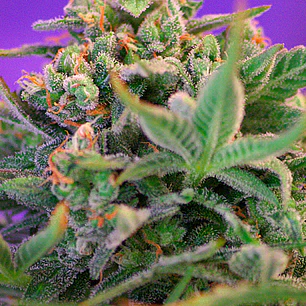 Sweet Cheese F1 - 3+1 - Sweet Seeds 