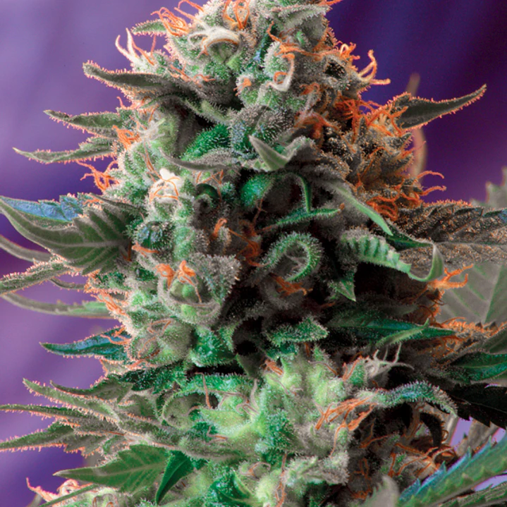 Jack 47 Fem - 3+1 - Sweet Seeds  1